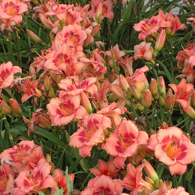 Hemerocallis 'Strawberry Candy'