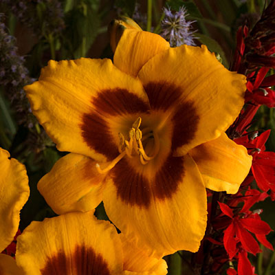 Hemerocallis 'Black-Eyed Susan'