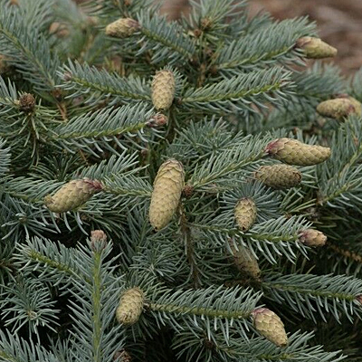 Picea p. 'Hermann Naue'