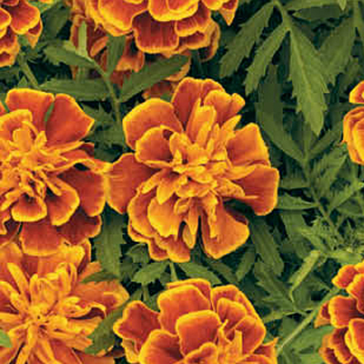 Marigold 'Super Hero Orange Flame'