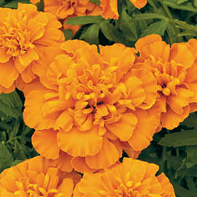 Marigold 'Super Hero Deep Orange'