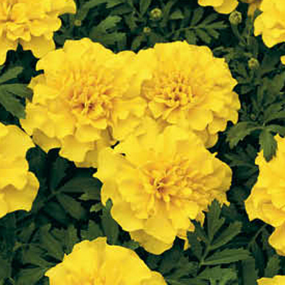 Marigold 'Super Hero Yellow'