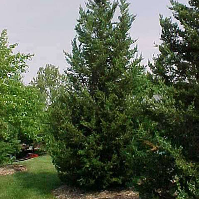 Juniperus ch. 'Hetzii Columnaris'