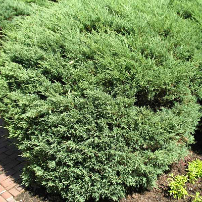 Juniperus ch. 'Hetzii Glauca'