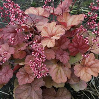 Heuchera x 'Apricot'