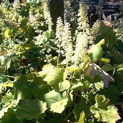 Heuchera v. 'Autumn Bride'