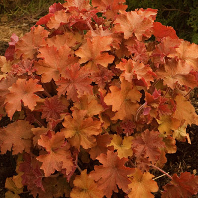 Heuchera v. 'Caramel'
