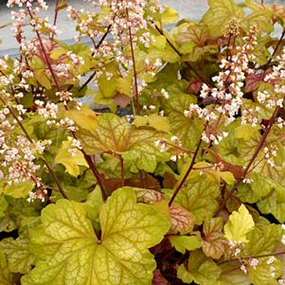 Heuchera x 'Champagne'