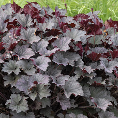 Heuchera x 'Frosted Violet'