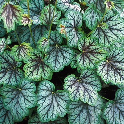 Heuchera x 'Green Spice'