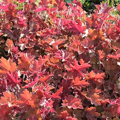 Heuchera x 'Mango'