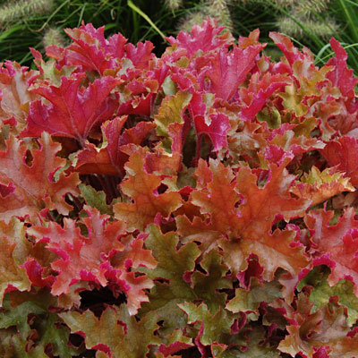 Heuchera x 'Marmalade'