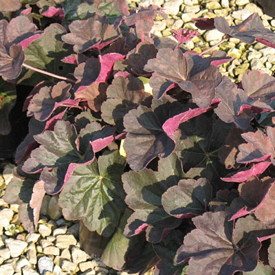 Heuchera v. 'Mocha'