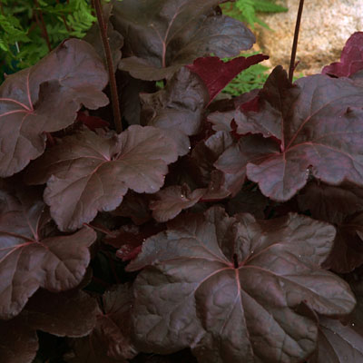 Heuchera x 'Obsidian'