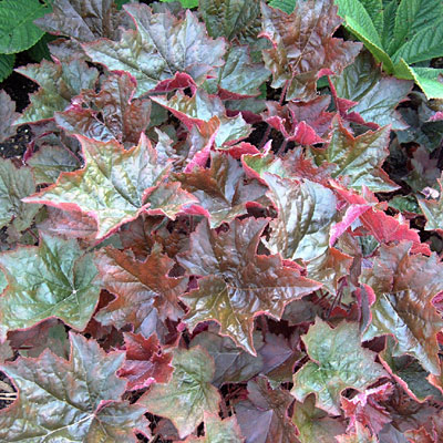 Heuchera m. 'Palace Purple'