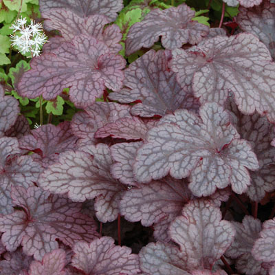 Heuchera x 'Plum Pudding'