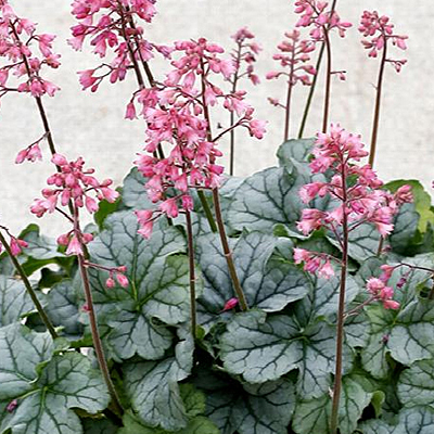 Heuchera x 'Little Cuties Shimmer'