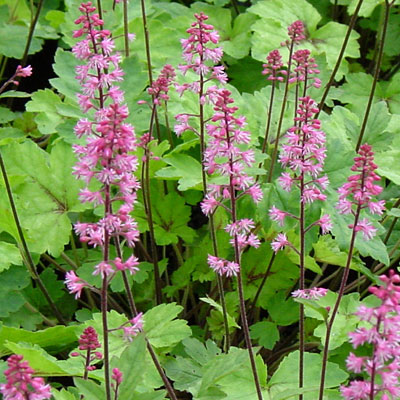 Heucherella 'Dayglow Pink'