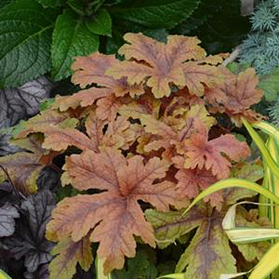 Heucherella 'Hopscotch'