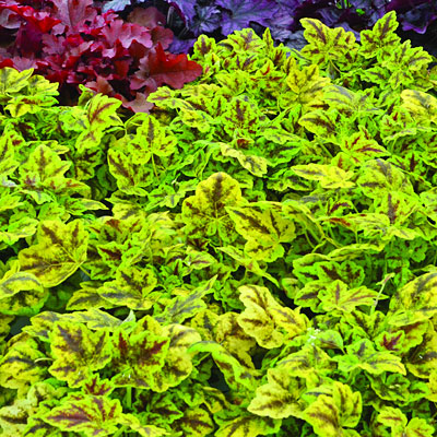 Heucherella 'Leapfrog'