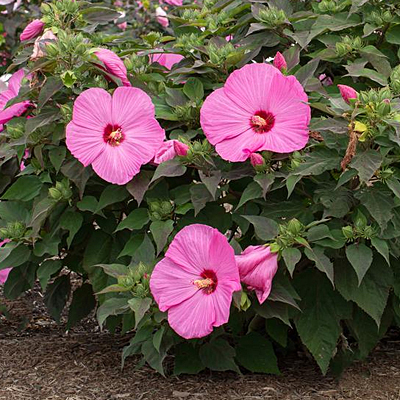 Hibiscus m. 'Head Over Heels Adore'
