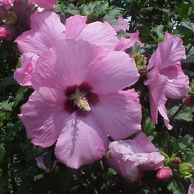 Hibiscus s. 'Aphrodite'