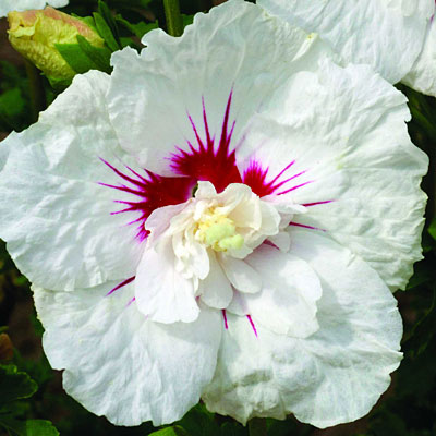 Hibiscus s. 'Bali'