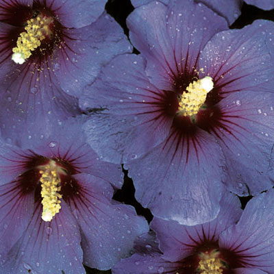 Hibiscus s. 'Blue Satin'