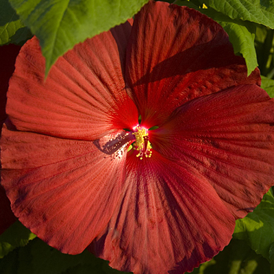 Hibiscus m. 'Cristi'