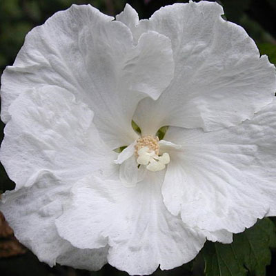 Hibiscus s. 'Diana'