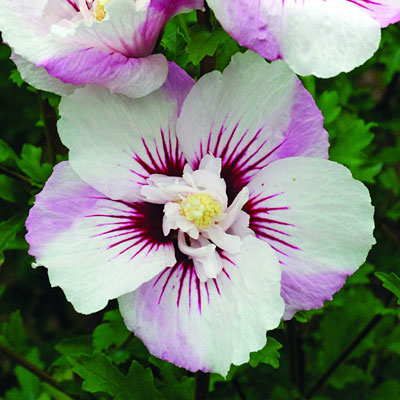 Hibiscus s. 'Fiji'