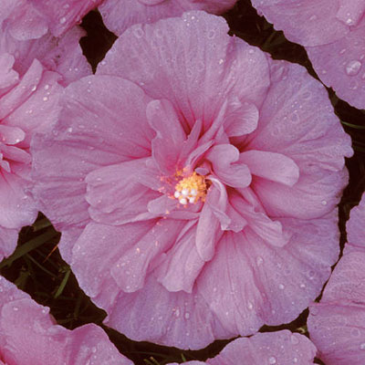 Hibiscus s. 'Lavender Chiffon'