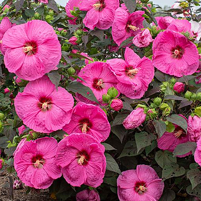 Hibiscus m. 'Head Over Heels Passion'