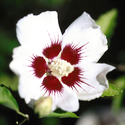 Hibiscus s. 'Red Heart'