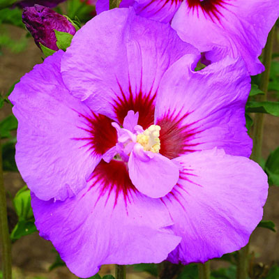 Hibiscus s. 'Tahiti'