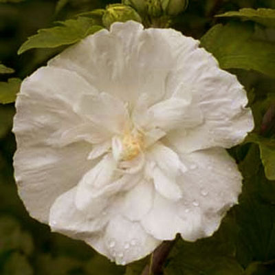 Hibiscus s. 'White Chiffon'