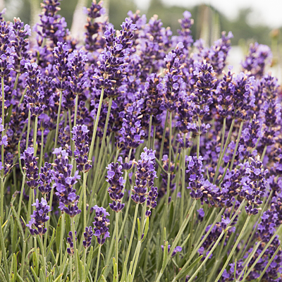 Lavandula a. 'Hidcote Blue'