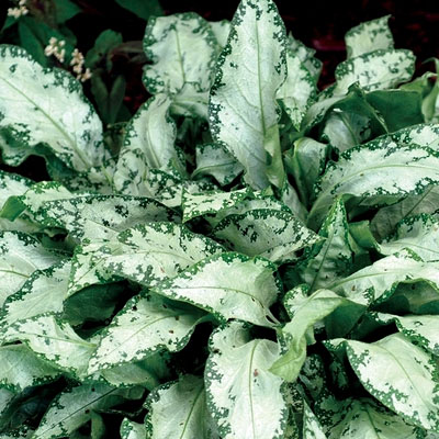 Pulmonaria x 'High Contrast'