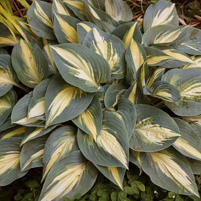 Hosta 'High Society'