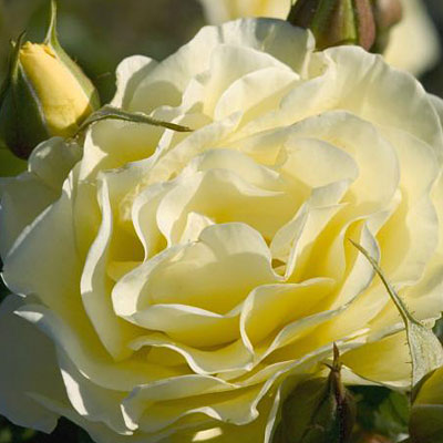 Rosa 'High Voltage'