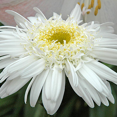 Leucanthemum x s. 'Highland White Dream'