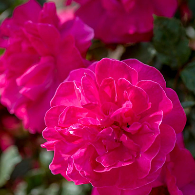 Rosa 'Highwire Flyer'
