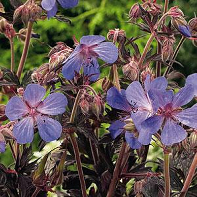 Geranium p. 'Hocus Pocus'