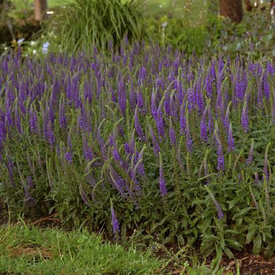 Veronica x 'Hocus Pocus'