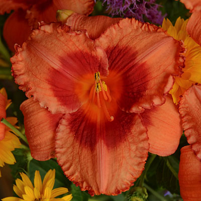 Hemerocallis 'Holiday Song'