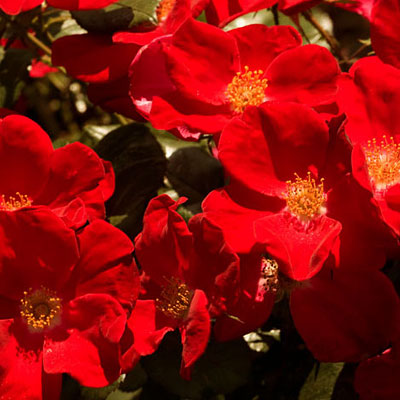 Rosa 'Home Run'