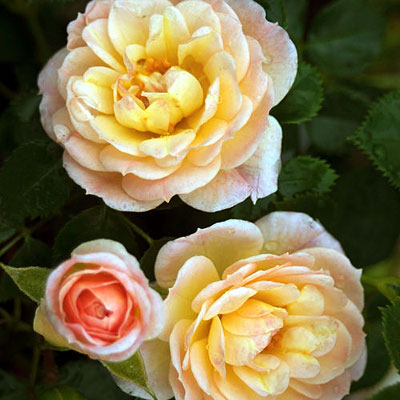 Rosa 'Oso Easy Honey Bun'