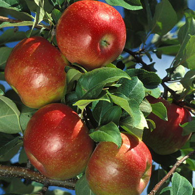 Malus d. 'Honey Crisp'