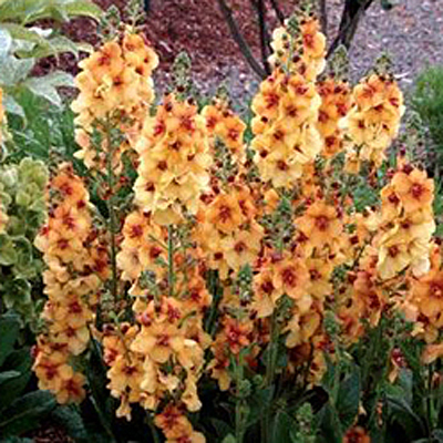 Verbascum x 'Honey Dijon'