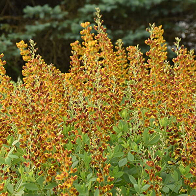 Baptisia x 'Honey Roasted'